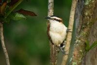 Strizlik rezavosijny - Campylorhynchus rufinucha - Rufous-naped Wren 5560